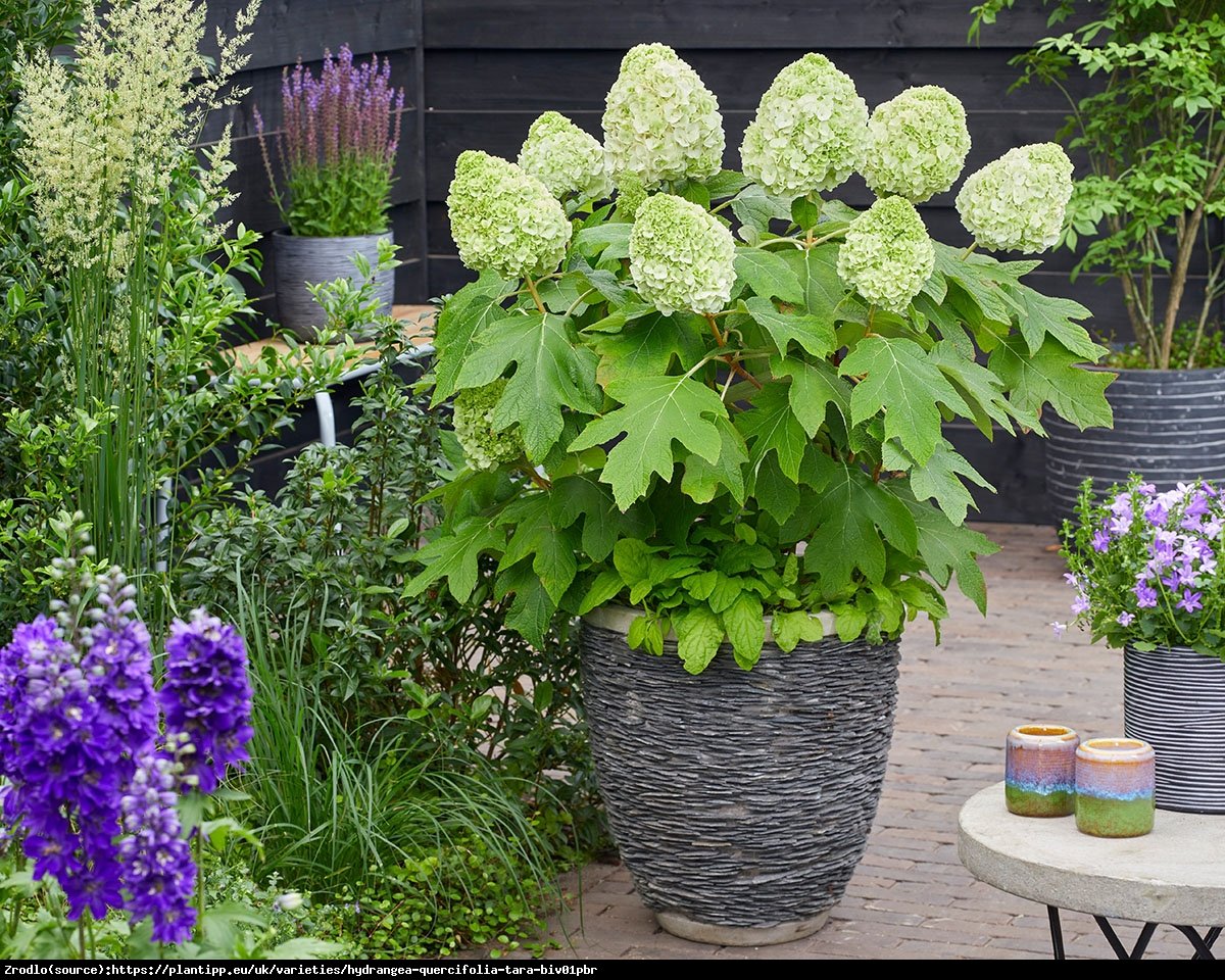 Hortensja dębolistna TARA - nowość, UNIKAT, SZTYWNE, PEŁNE KWIATY!!! - Hydrangea quercifolia Tara