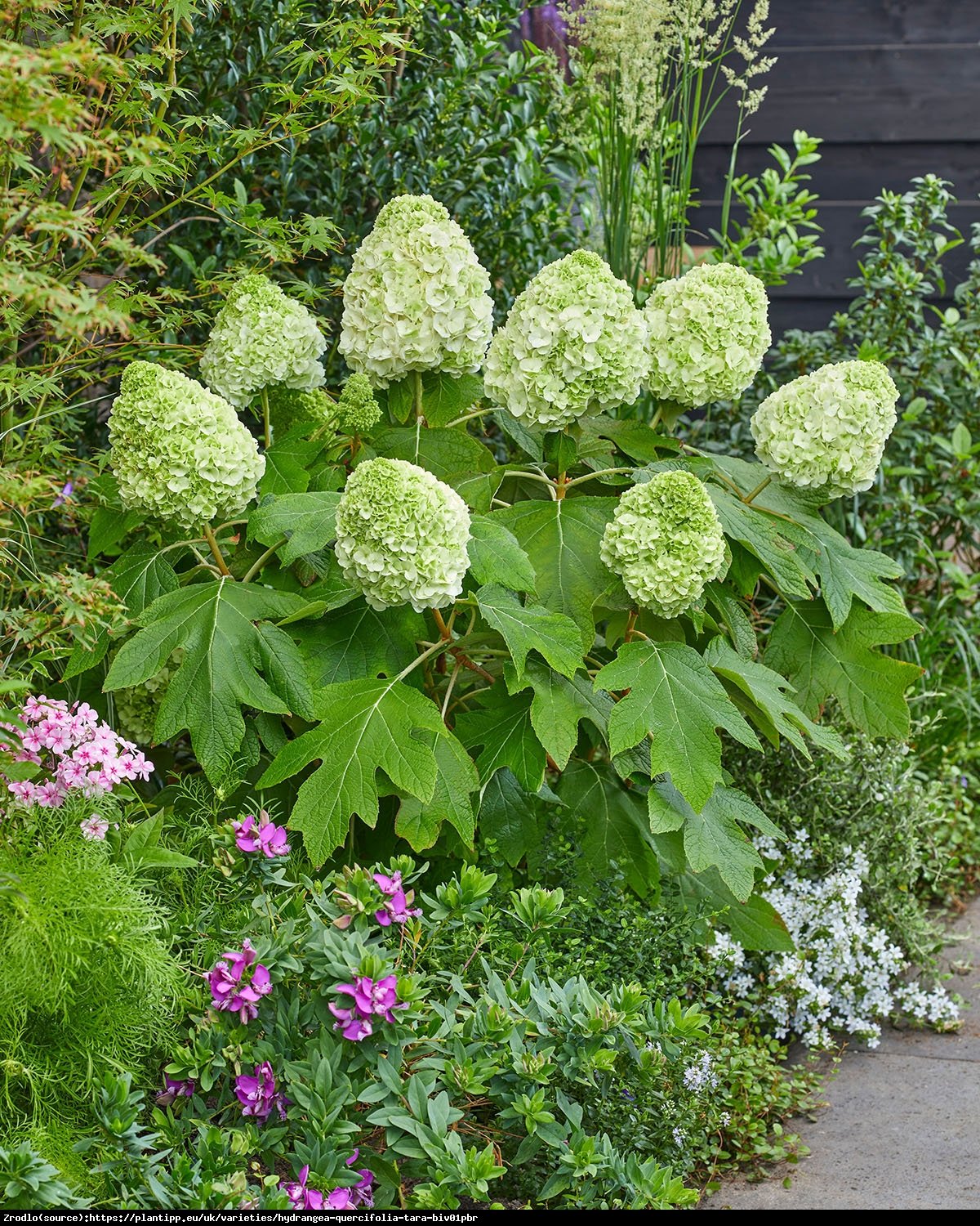 Hortensja dębolistna TARA - nowość, UNIKAT, SZTYWNE, PEŁNE KWIATY!!! - Hydrangea quercifolia Tara