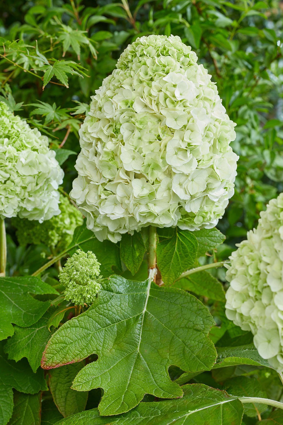 Hortensja dębolistna TARA - nowość, UNIKAT, SZTYWNE, PEŁNE KWIATY!!! - Hydrangea quercifolia Tara