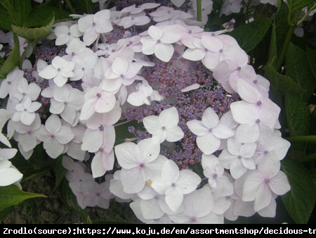 Hortensja CLOUDI -  NIE STRASZNA JEJ ZIMA, gwarancja kwiatów!!! - Hydrangea CLOUDI