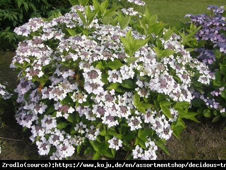 Hortensja CLOUDI -  NIE STRASZNA JEJ ZIMA, gwarancja kwiatów!!! - Hydrangea CLOUDI