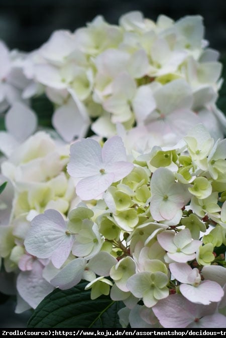 Hortensja CLOUDI -  NIE STRASZNA JEJ ZIMA, gwarancja kwiatów!!! - Hydrangea CLOUDI