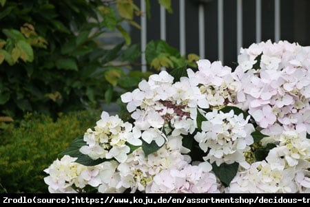 Hortensja CLOUDI -  NIE STRASZNA JEJ ZIMA, gwarancja kwiatów!!! - Hydrangea CLOUDI