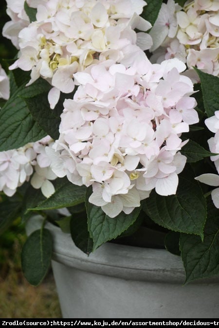 Hortensja CLOUDI -  NIE STRASZNA JEJ ZIMA, gwarancja kwiatów!!! - Hydrangea CLOUDI