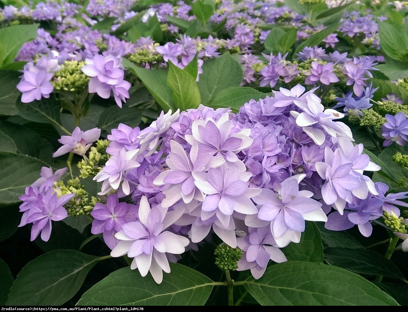 Hortensja ogrodowa ROMANCE® - pełne, olbrzymie kwiaty!!! - Hydrangea macrophylla Romance