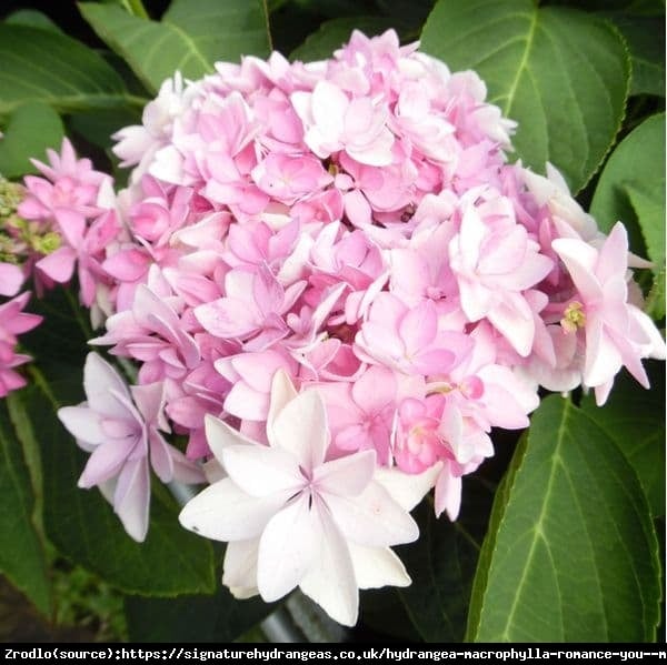 Hortensja ogrodowa ROMANCE® - pełne, olbrzymie kwiaty!!! - Hydrangea macrophylla Romance