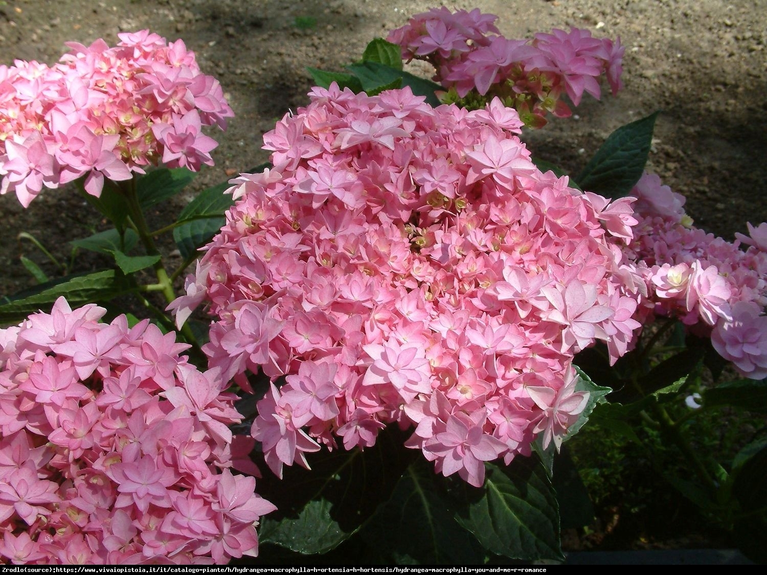 Hortensja ogrodowa ROMANCE® - pełne, olbrzymie kwiaty!!! - Hydrangea macrophylla Romance