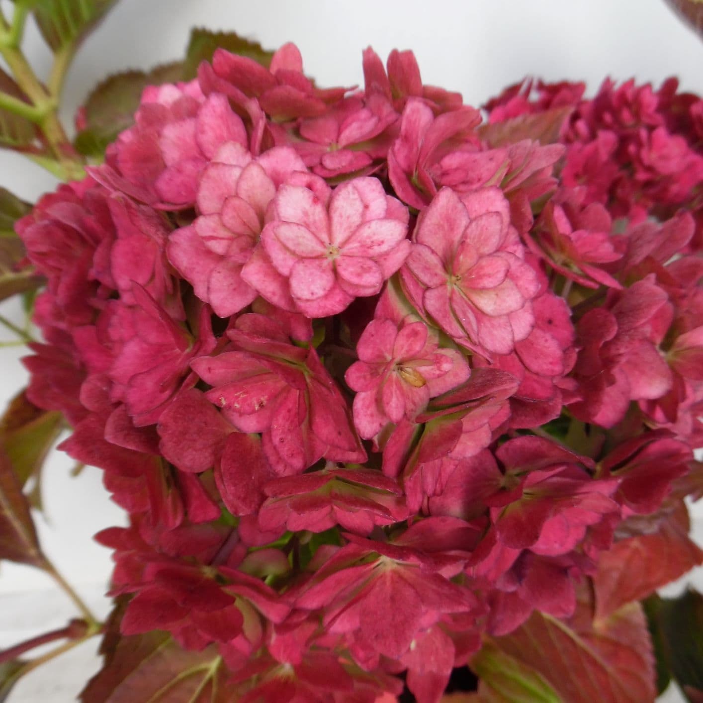 Hortensja ogrodowa ROMANCE® - pełne, olbrzymie kwiaty!!! - Hydrangea macrophylla Romance