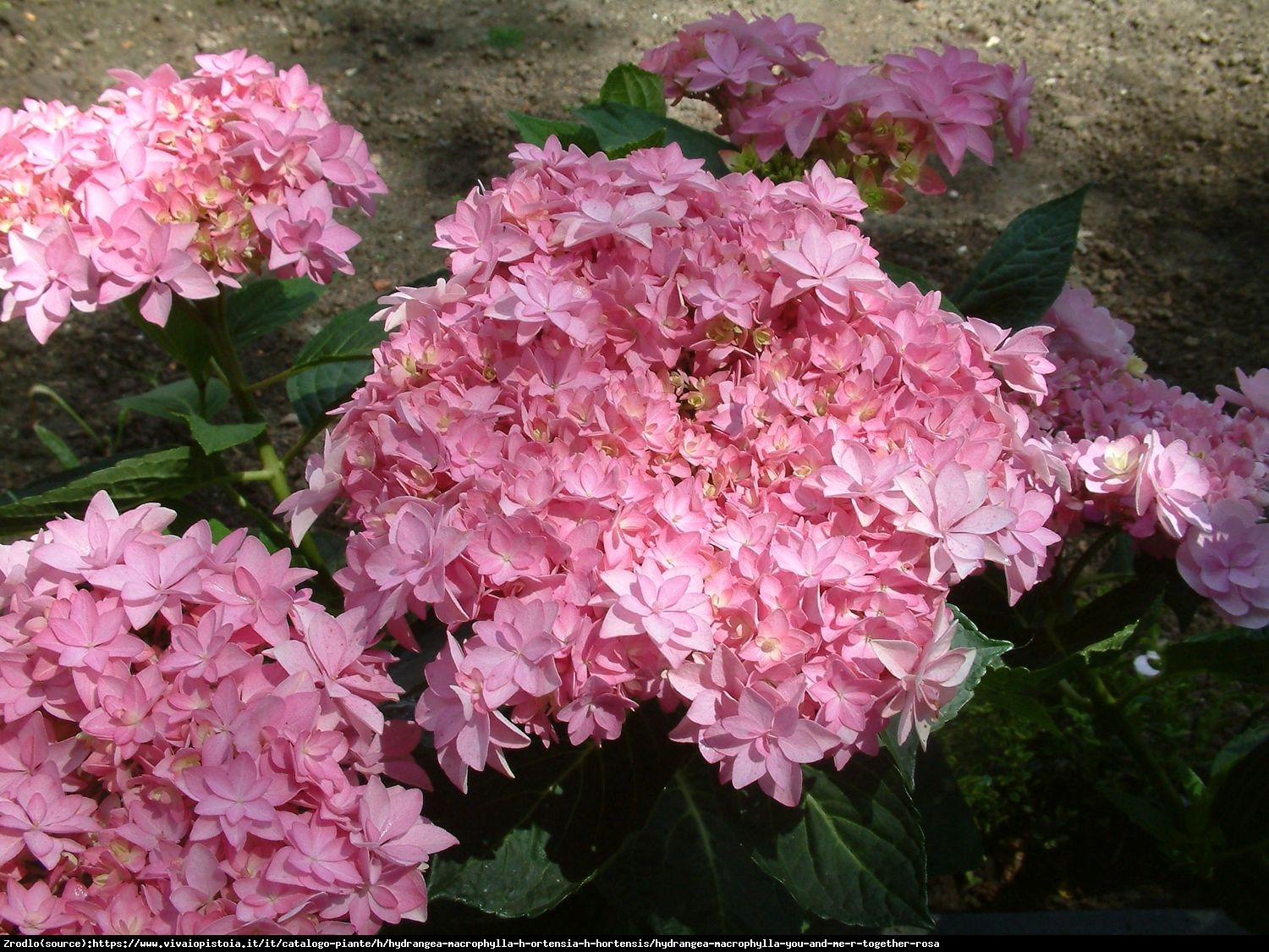 Hortensja ogrodowa Together® - pełne, różyczkowe kwiaty, INTENSYWNE KOLORY !!! - Hydrangea macrophylla Together