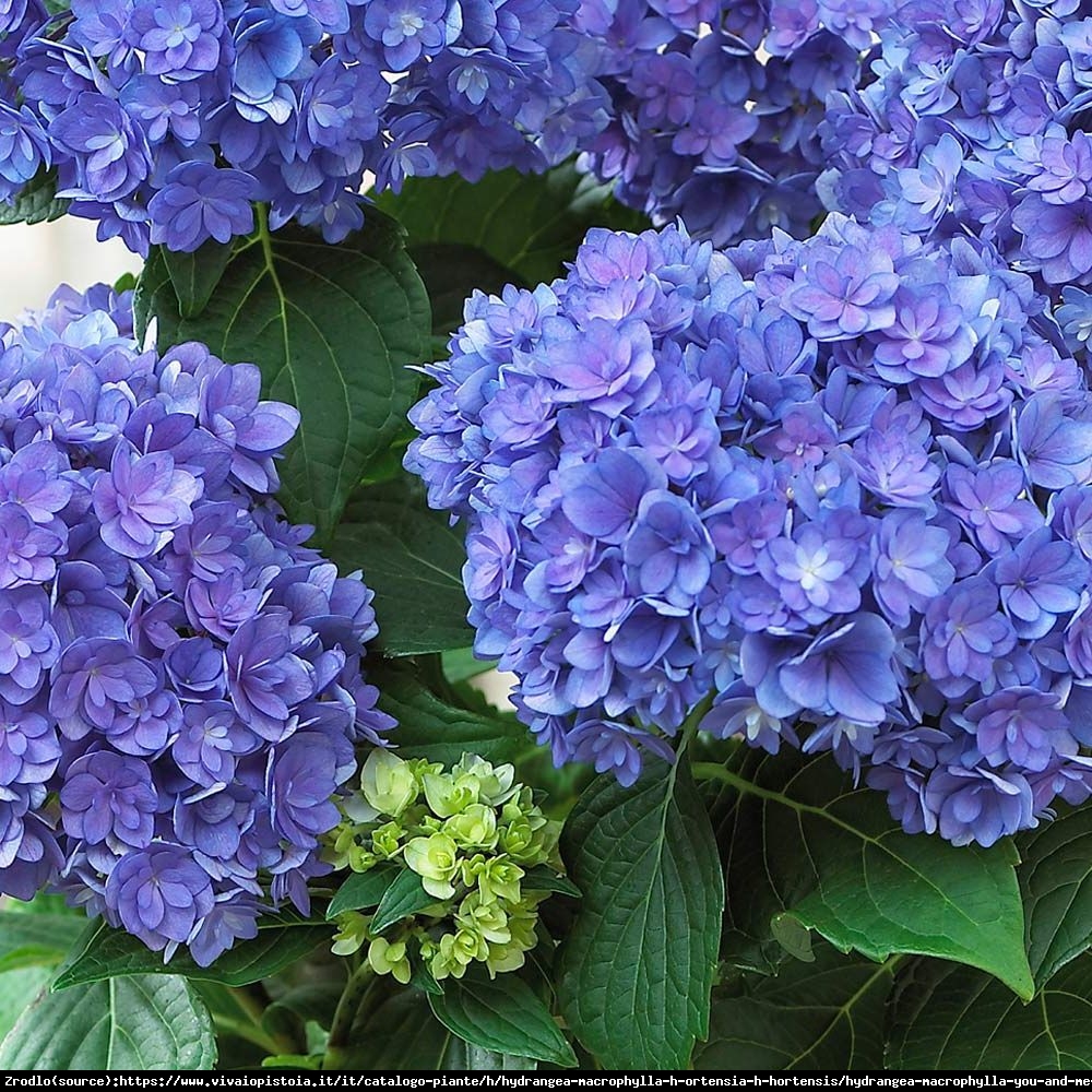 Hortensja ogrodowa Together® - pełne, różyczkowe kwiaty, INTENSYWNE KOLORY !!! - Hydrangea macrophylla Together