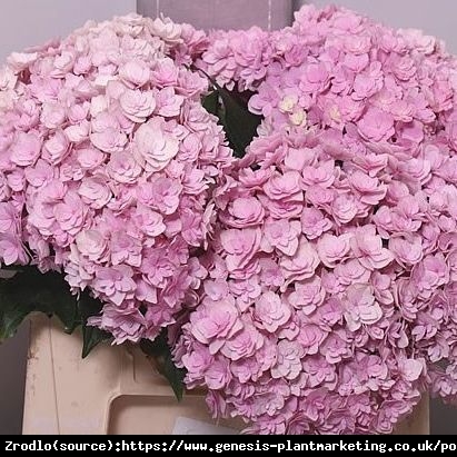 Hortensja ogrodowa Together® - pełne, różyczkowe kwiaty, INTENSYWNE KOLORY !!! - Hydrangea macrophylla Together