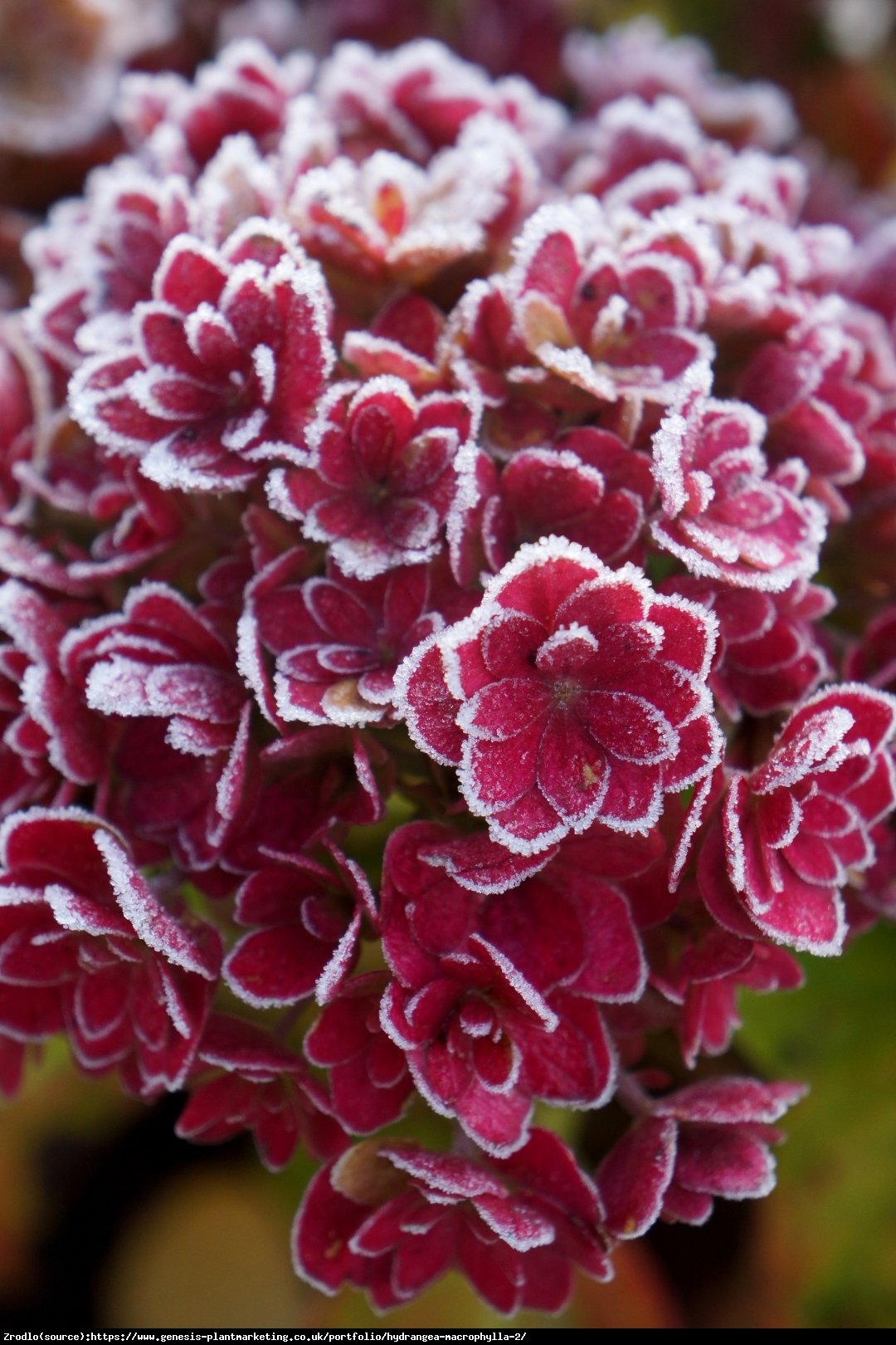 Hortensja ogrodowa Together® - pełne, różyczkowe kwiaty, INTENSYWNE KOLORY !!! - Hydrangea macrophylla Together