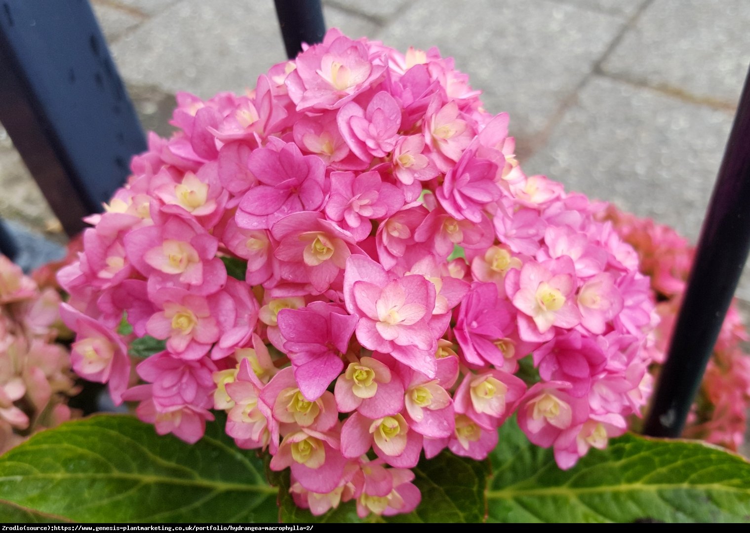 Hortensja ogrodowa Together® - pełne, różyczkowe kwiaty, INTENSYWNE KOLORY !!! - Hydrangea macrophylla Together