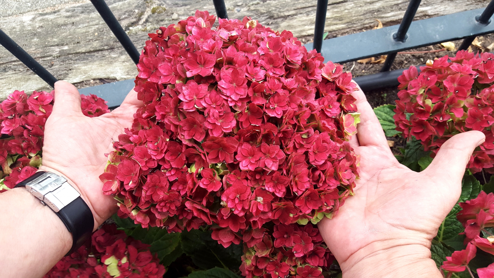 Hortensja ogrodowa Together® - pełne, różyczkowe kwiaty, INTENSYWNE KOLORY !!! - Hydrangea macrophylla Together