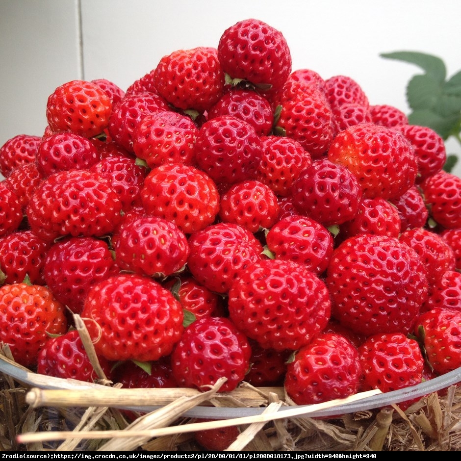 Truskawka malinowo-poziomkowa Red Dream - Fragaria Red Dream