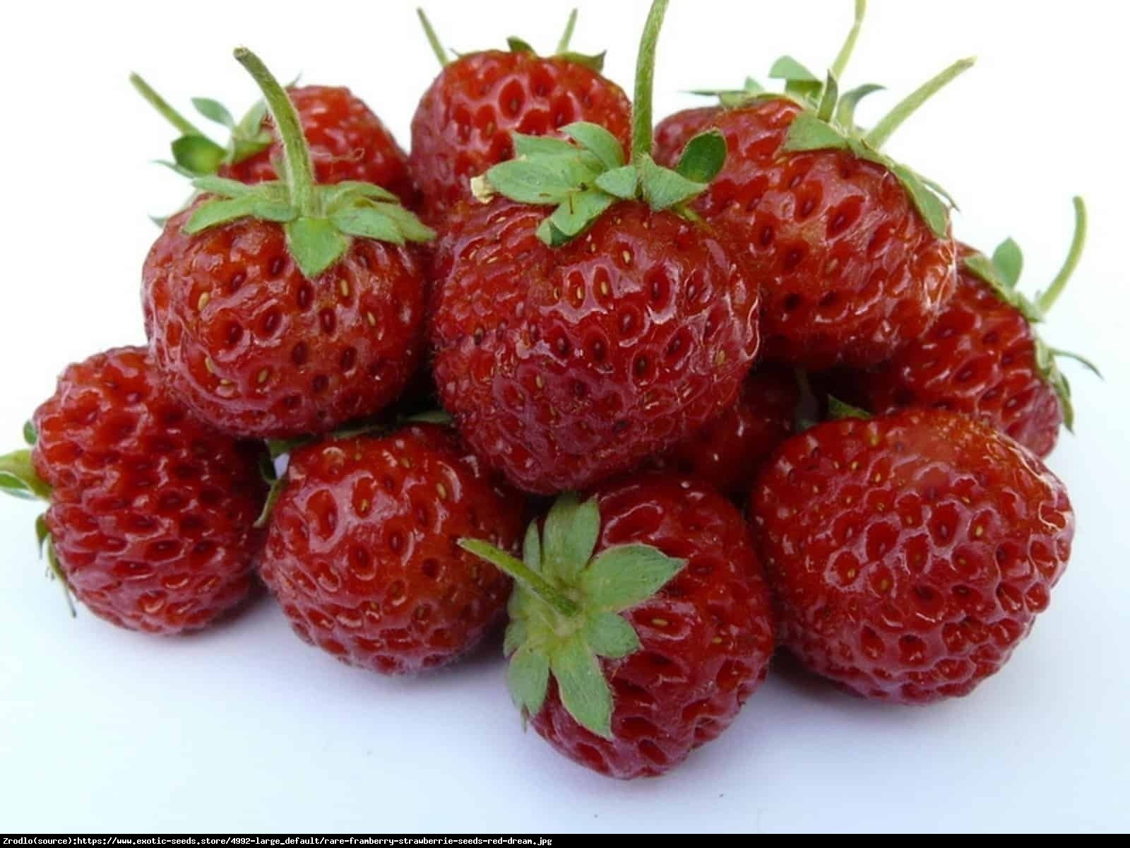 Truskawka malinowo-poziomkowa Red Dream - Fragaria Red Dream