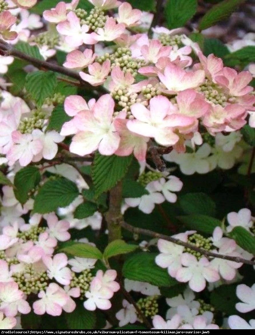 Kalina japońska  Kilimanjaro Sunrise - PAGODOWY POKRÓJ, powtarza kwitnienie!!! - Viburnum plicatum  Kilimanjaro Sunrise