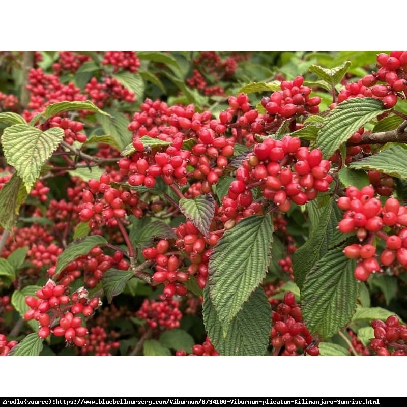 Kalina japońska  Kilimanjaro Sunrise - PAGODOWY POKRÓJ, powtarza kwitnienie!!! - Viburnum plicatum  Kilimanjaro Sunrise