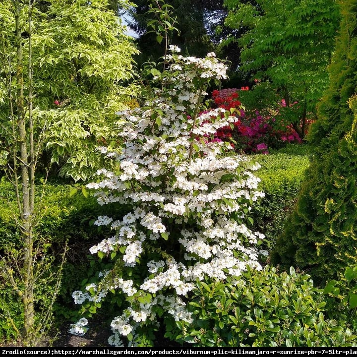 Kalina japońska  Kilimanjaro Sunrise - PAGODOWY POKRÓJ, powtarza kwitnienie!!! - Viburnum plicatum  Kilimanjaro Sunrise