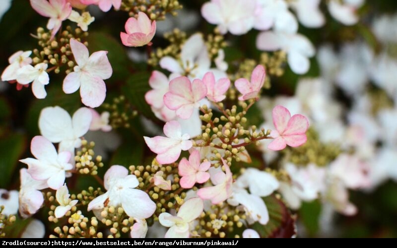Kalina japońska  Pinkawai - kompaktowy pokrój, różowe kwiaty!!! - Viburnum plicatum  Pinkawai