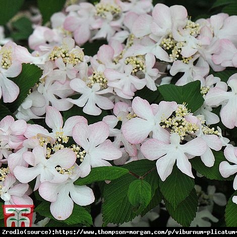 Kalina japońska  Pinkawai - kompaktowy pokrój, różowe kwiaty!!! - Viburnum plicatum  Pinkawai