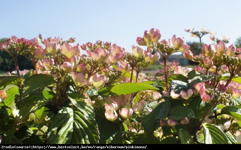 Kalina japońska  Pinkimono -kompaktowy, PAGODOWY POKRÓJ, powtarza kwitnienie!!! - Viburnum plicatum  Pinkimono