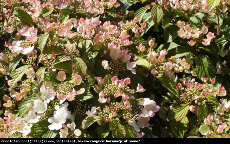 Kalina japońska  Pinkimono -kompaktowy, PAGODOWY POKRÓJ, powtarza kwitnienie!!! - Viburnum plicatum  Pinkimono