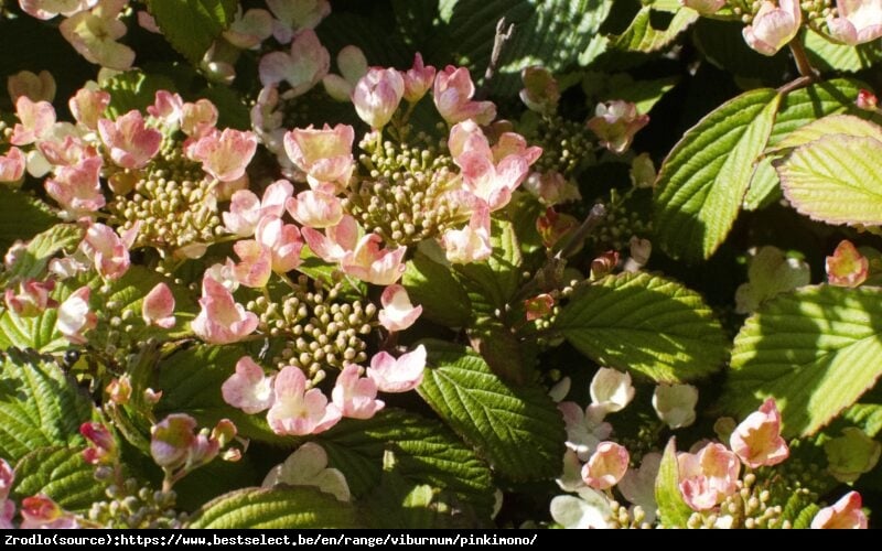 Kalina japońska  Pinkimono -kompaktowy, PAGODOWY POKRÓJ, powtarza kwitnienie!!! - Viburnum plicatum  Pinkimono