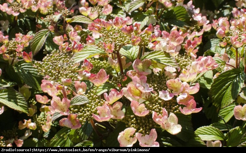 Kalina japońska  Pinkimono -kompaktowy, PAGODOWY POKRÓJ, powtarza kwitnienie!!! - Viburnum plicatum  Pinkimono