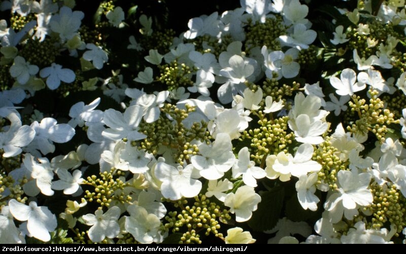 Kalina japońska Shirogami - PIRAMIDALNY POKRÓJ, olbrzymie kwiaty!!! - Viburnum plicatum Shirogami