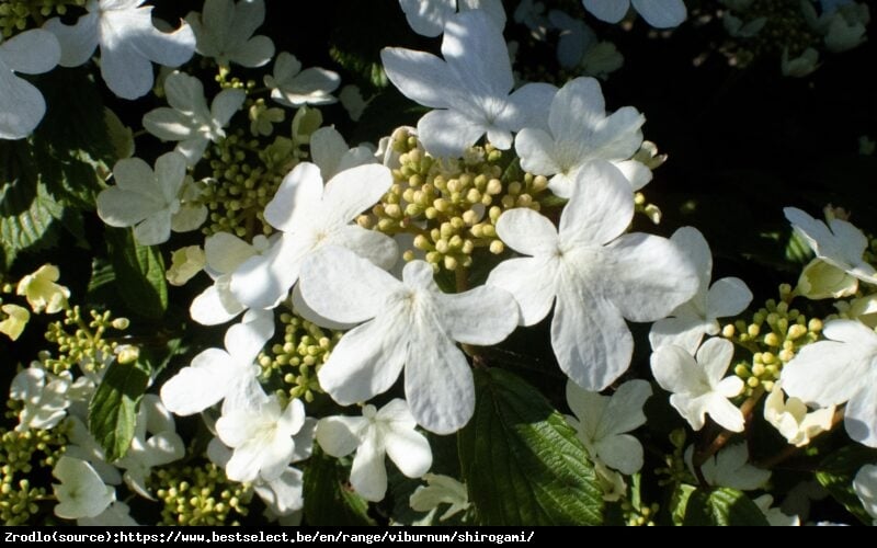 Kalina japońska Shirogami - PIRAMIDALNY POKRÓJ, olbrzymie kwiaty!!! - Viburnum plicatum Shirogami