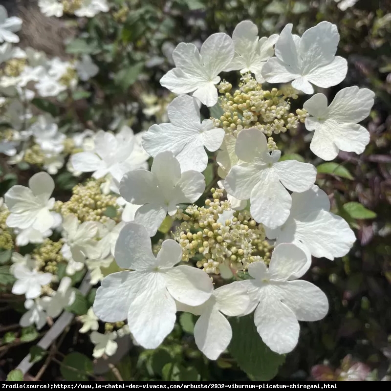Kalina japońska Shirogami - PIRAMIDALNY POKRÓJ, olbrzymie kwiaty!!! - Viburnum plicatum Shirogami
