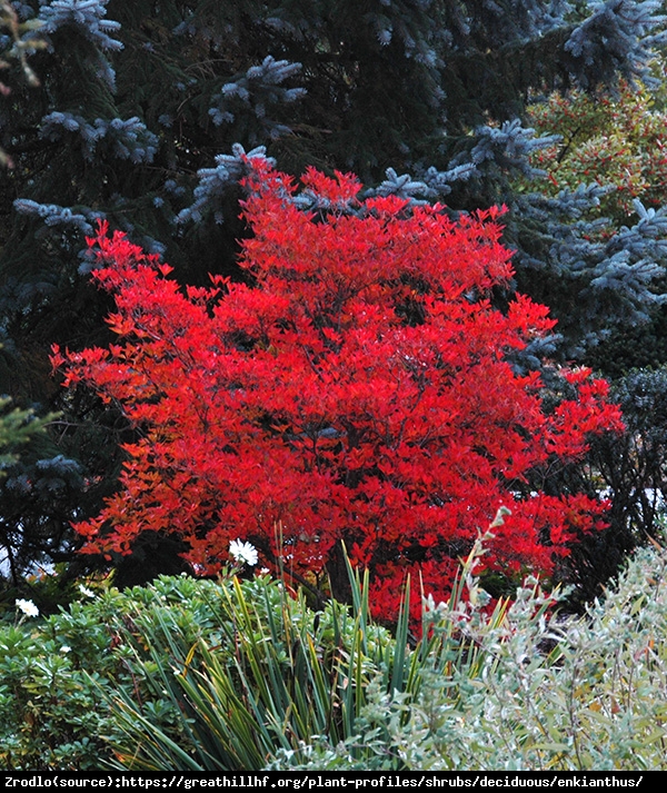 Enkiant dzwonkowaty Prettycoat - KOMPAKTOWY POKRÓJ, obfite kwitnienie!!! - Enkianthus campanulatus Pretty Coat