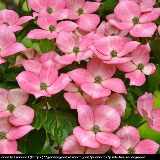 Dereń kousa Dwarf Pink Select - kolumnowy pokrój, RÓŻOWE KWIATY!!! - Cornus kousa Dwarf Pink Select