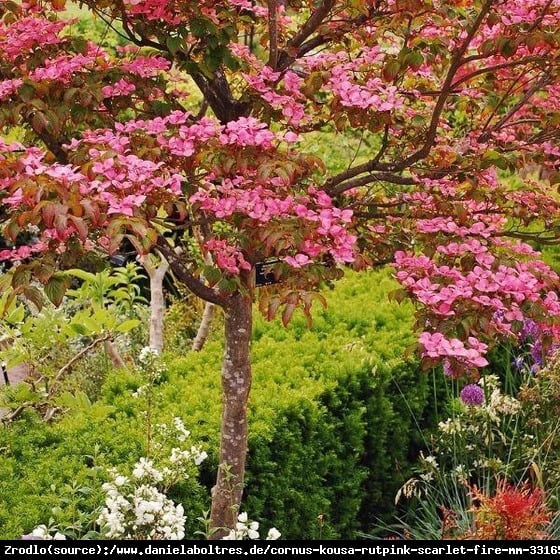 Dereń kousa Dwarf Pink Select - kolumnowy pokrój, RÓŻOWE KWIATY!!! - Cornus kousa Dwarf Pink Select