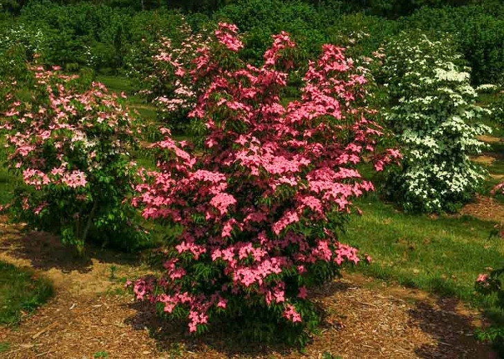 Dereń kousa Dwarf Pink Select - kolumnowy pokrój, RÓŻOWE KWIATY!!! - Cornus kousa Dwarf Pink Select