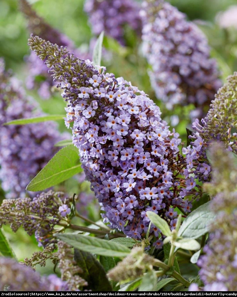 Budleja Davida Buterfly Candy Little Sweatheart - kompaktowa, LAWENDOWE KWIATY!!! - Buddleja davidii