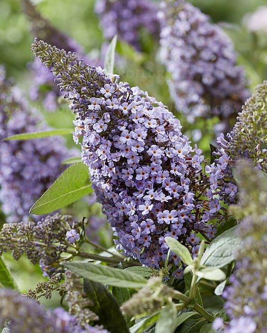 Budleja Davida Buterfly Candy Little Sweatheart - kompaktowa, LAWENDOWE KWIATY!!! - Buddleja davidii