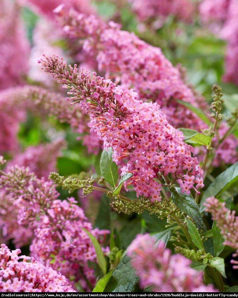 Budleja Davida Buterfly Candy Little Pink- kompaktowa, RÓŻOWE KWIATY!!! - Buddleja davidii