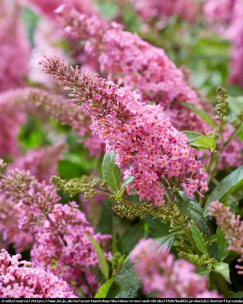 Budleja Davida Buterfly Candy Little Pink- kompaktowa, RÓŻOWE KWIATY!!! - Buddleja davidii