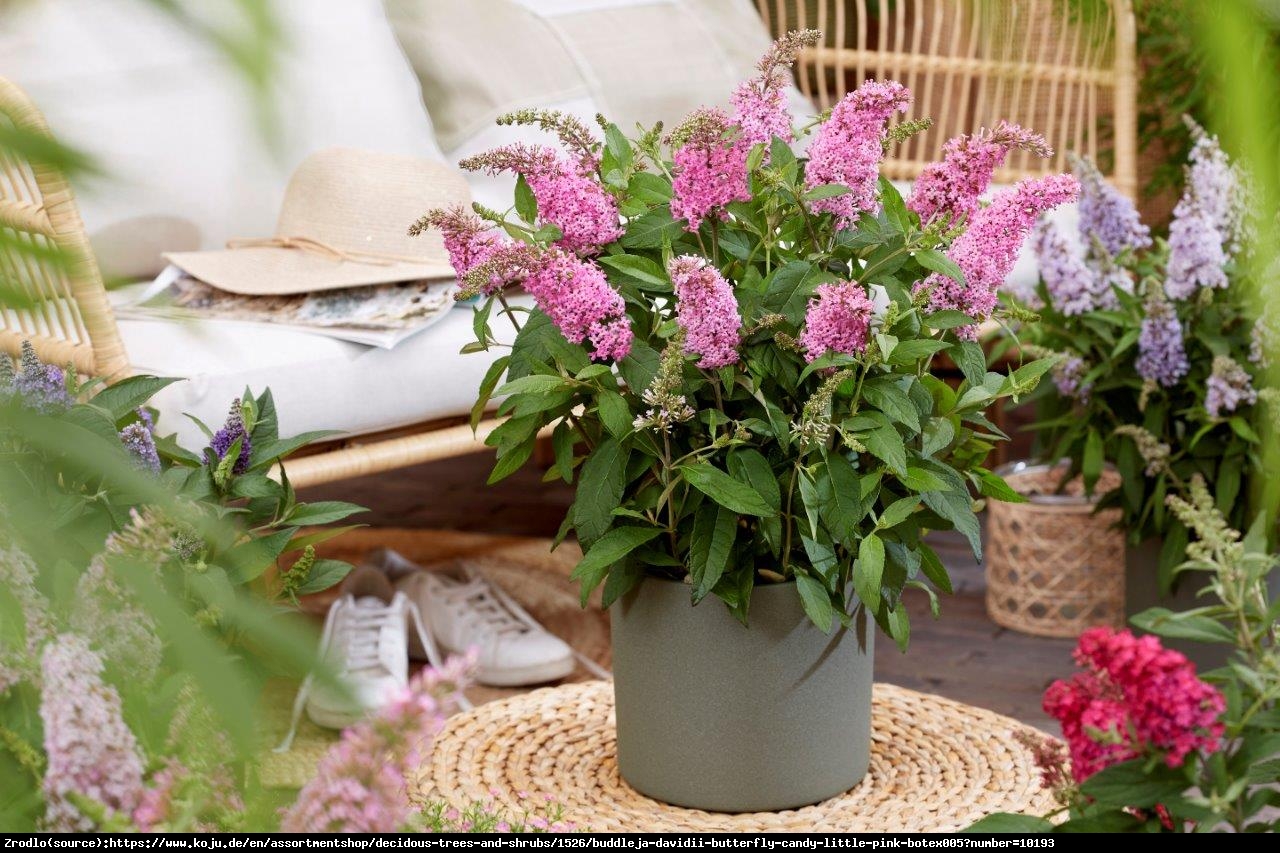 Budleja Davida Buterfly Candy Little Pink- kompaktowa, RÓŻOWE KWIATY!!! - Buddleja davidii