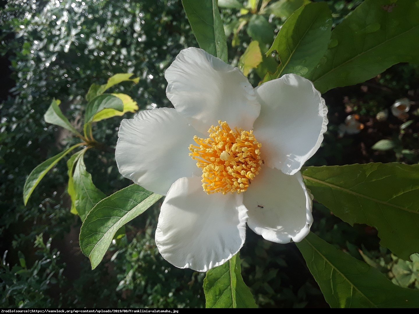 Franklinia amerykańska - Franklinia alatamaha