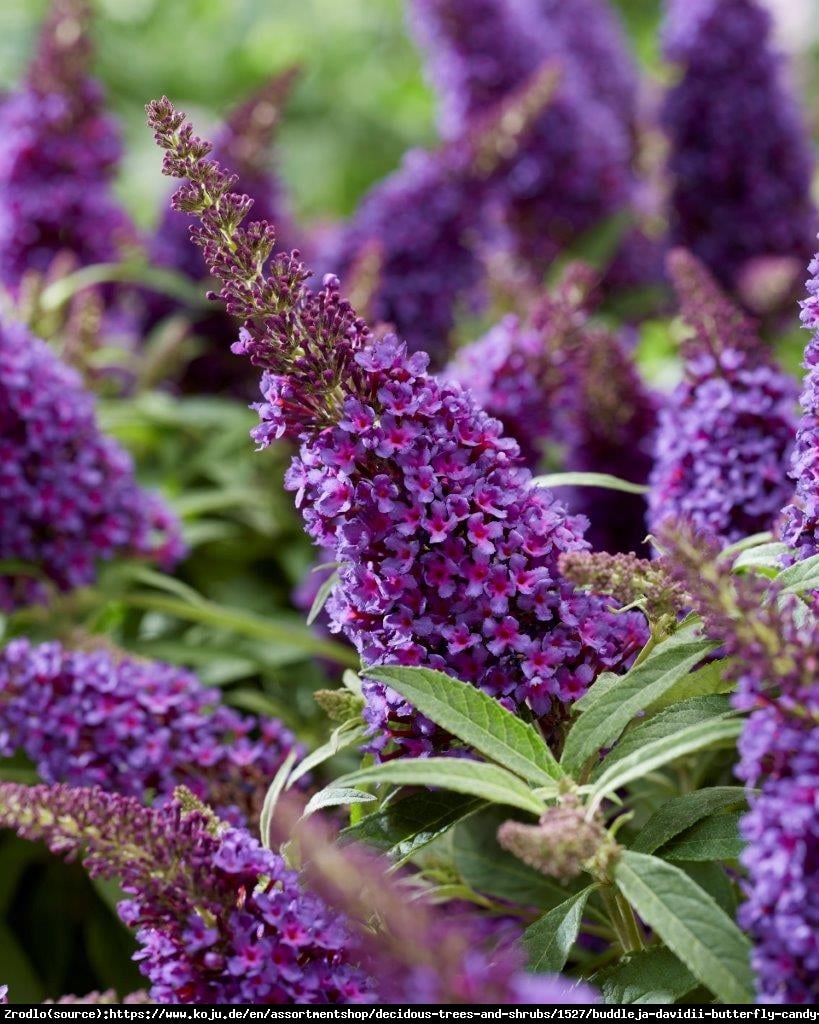 Budleja Davida Buterfly Candy Little Purple- kompaktowa, ciemnofioletowe KWIATY!!! - Buddleja davidii