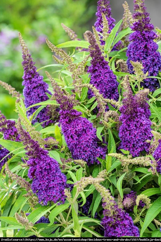 Budleja Davida Buterfly Candy Little Purple- kompaktowa, ciemnofioletowe KWIATY!!! - Buddleja davidii