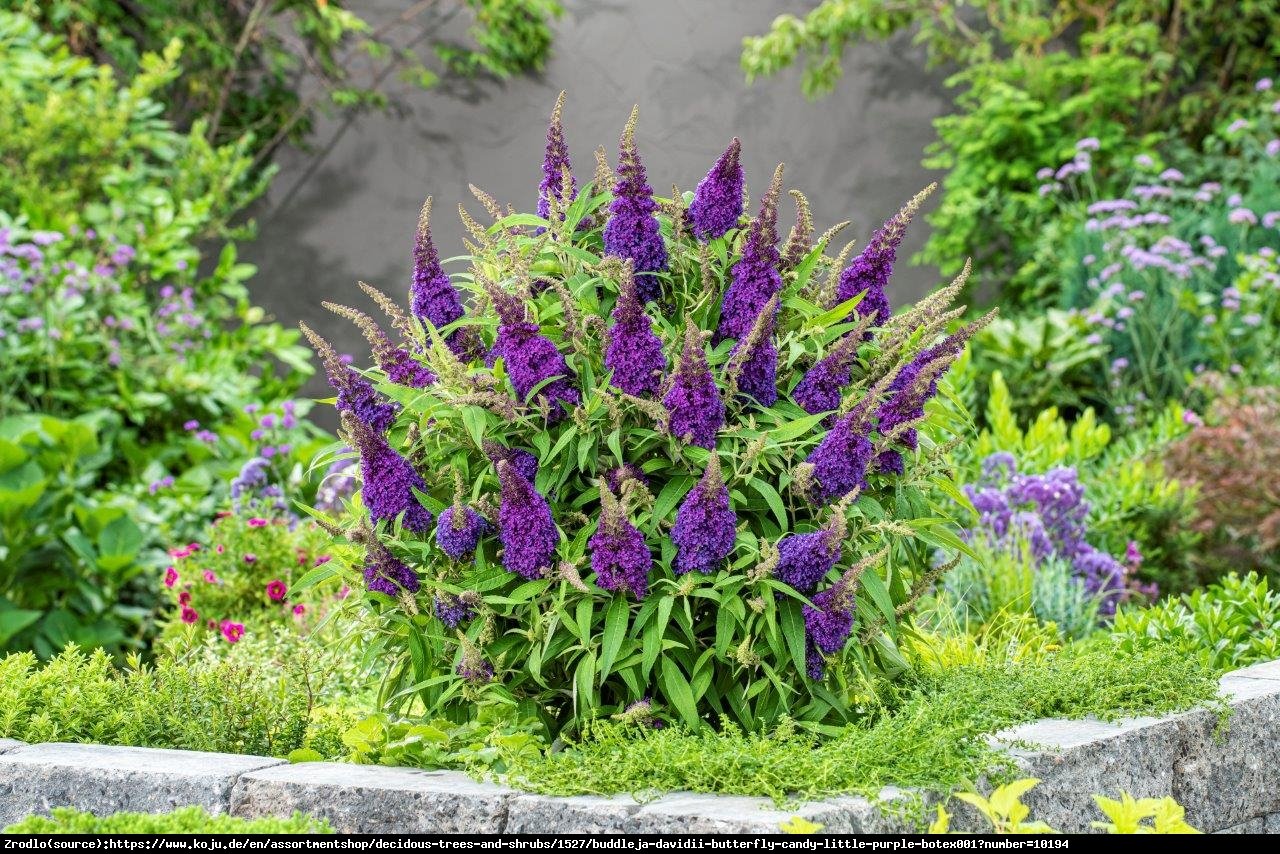 Budleja Davida Buterfly Candy Little Purple- kompaktowa, ciemnofioletowe KWIATY!!! - Buddleja davidii