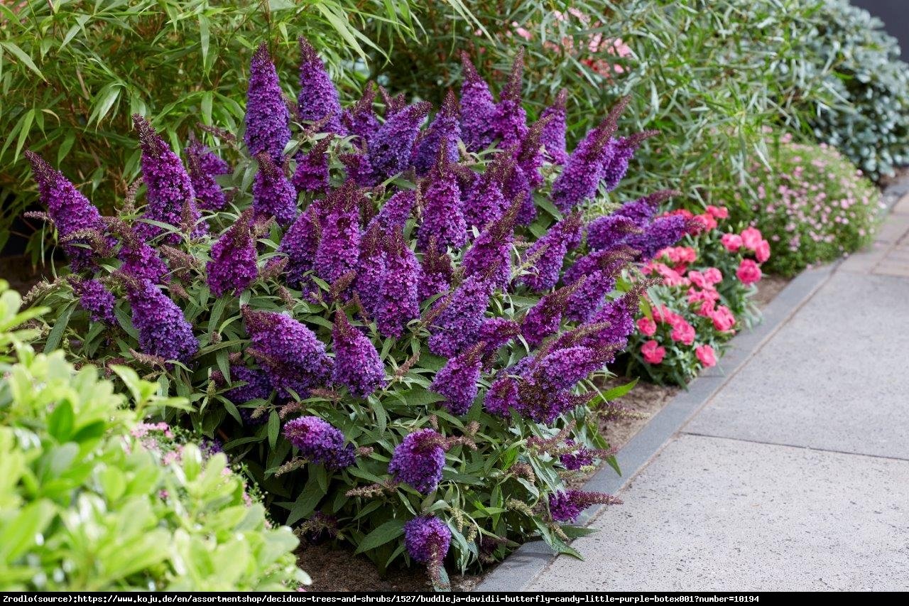 Budleja Davida Buterfly Candy Little Purple- kompaktowa, ciemnofioletowe KWIATY!!! - Buddleja davidii