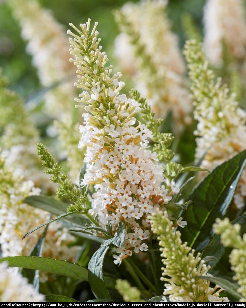 Budleja Davida Buterfly Candy Little White- kompaktowa, białe KWIATY!!! - Buddleja davidii