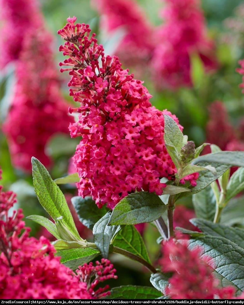 Budleja Davida Buterfly Candy Little Ruby- kompaktowa, CZERWONE KWIATY!!! - Buddleja davidii