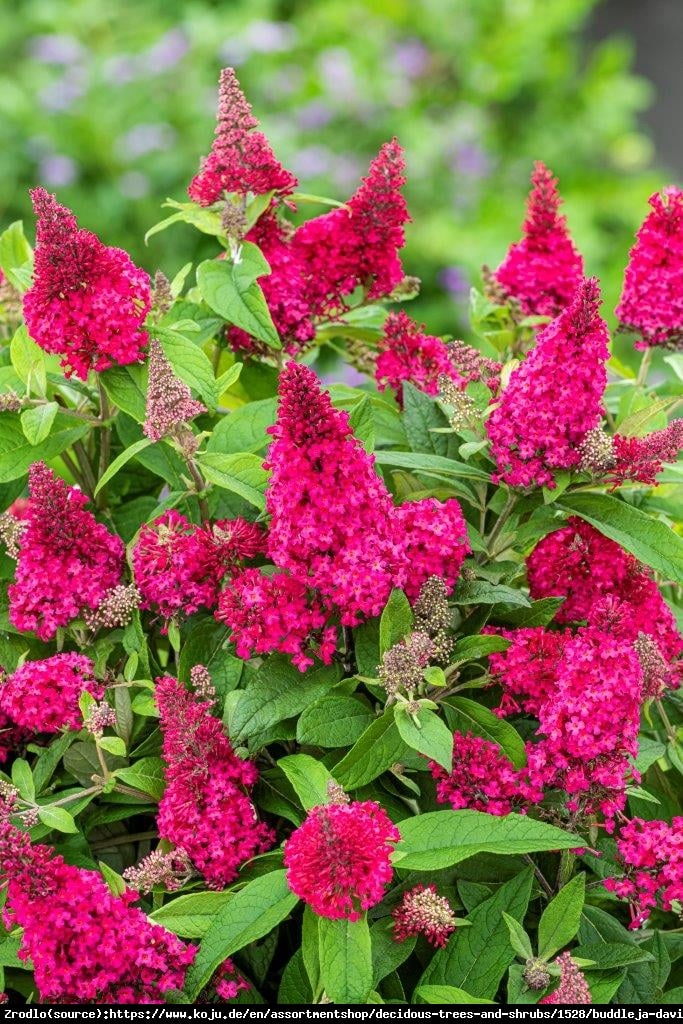 Budleja Davida Buterfly Candy Little Ruby- kompaktowa, CZERWONE KWIATY!!! - Buddleja davidii