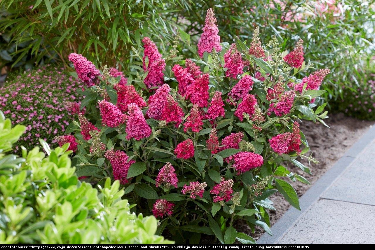 Budleja Davida Buterfly Candy Little Ruby- kompaktowa, CZERWONE KWIATY!!! - Buddleja davidii